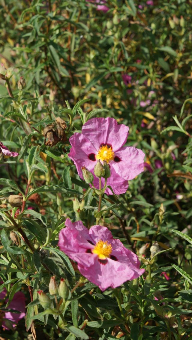 Cistus � purpureus